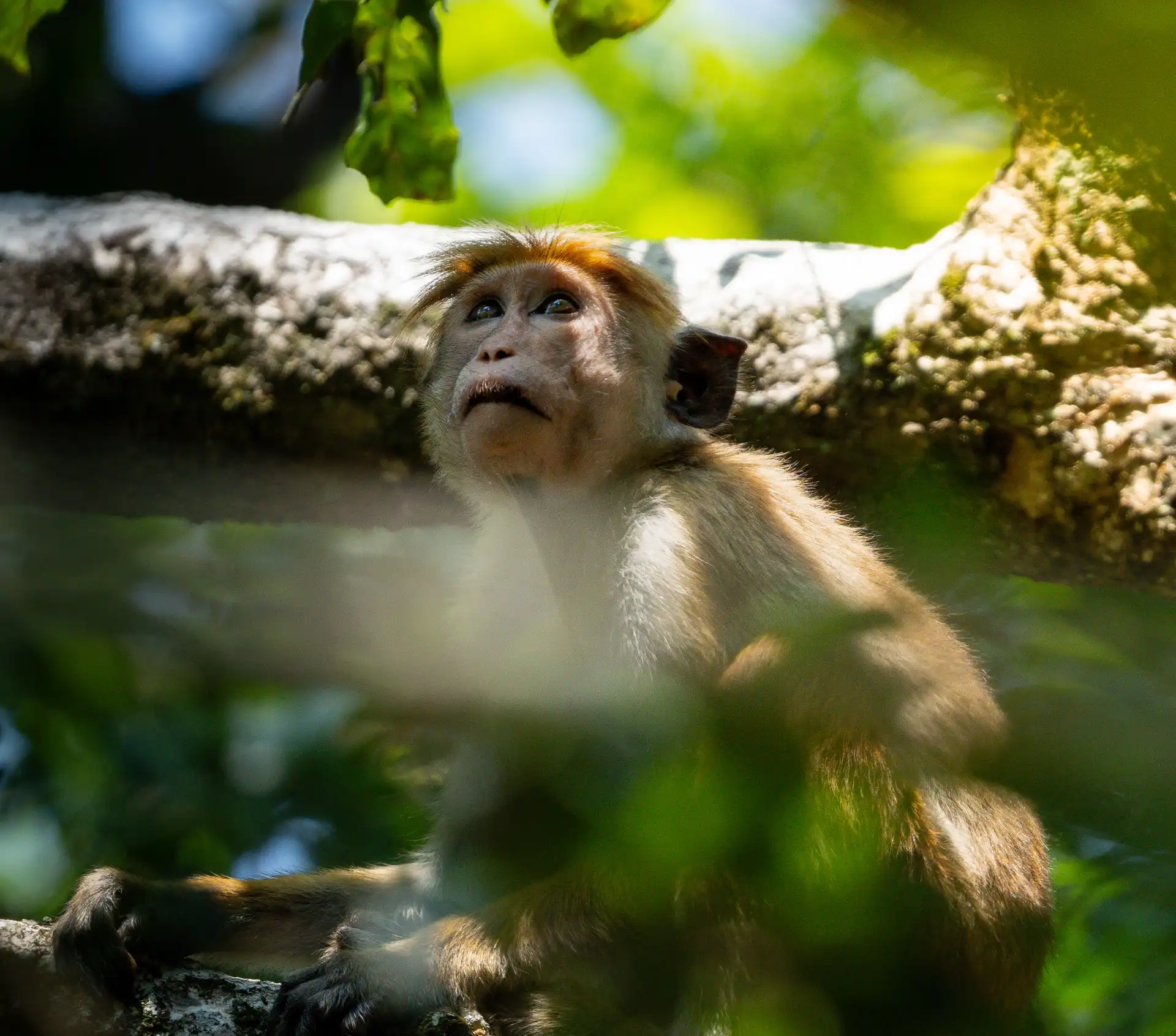 Toque macaque monkey looking upward through tree canopy, Sri Lanka